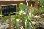 Haricots nains dans la cour végétalisée de l'Espace BSA