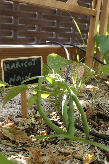 Haricots nains dans la cour végétalisée de l'Espace BSA