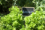 Basilic dans la cour végétalisée de l'Espace BSA