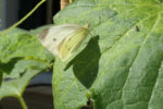 Papillon Citron dans la cour végétalisée de l'Espace BSA
