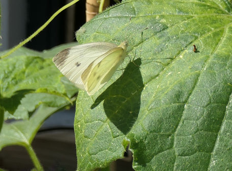 Papillon Citron-cour-végétalisée-espace-bsa