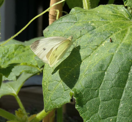 Papillon Citron dans la cour végétalisée de l'Espace BSA