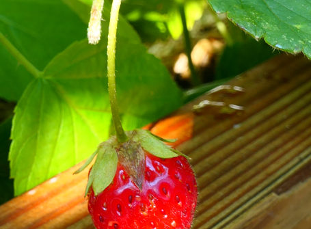 fraise-cour-végétalisée-espace-bsa