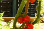 Tomates dans la cour végétalisée de l'Espace BSA