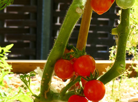 tomates-cour-végétalisée-espace-bsa
