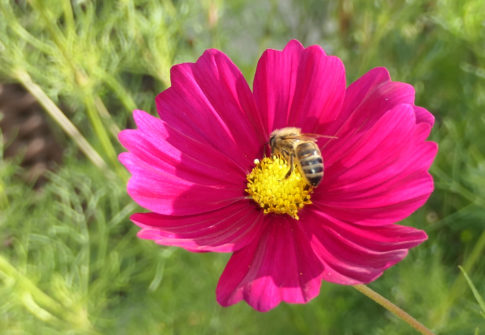Cosmos et abeille